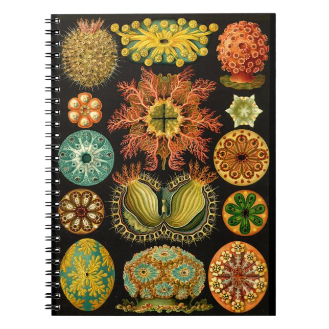 Caderno Espiral Ilustração de Vida Marítima Haeckel Ascidiae 6,5X8 (Frente)