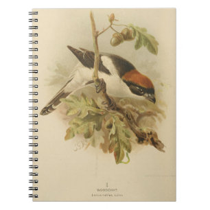 Caderno Espiral Ilustração Vintage de Woodchat Shrike