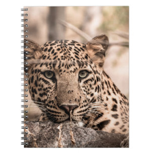 Caderno Espiral Imagem de arte de um retrato de leopardo macho ou