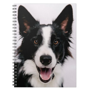 Caderno Espiral Imagens de Getty A border collie de sorriso