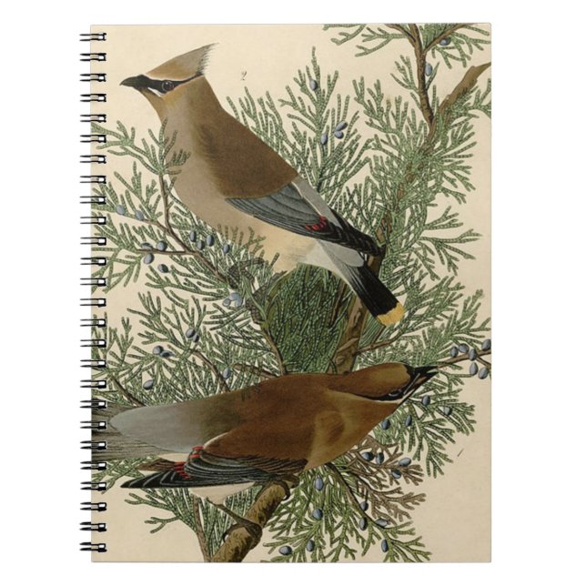 Caderno Espiral Impressão do Pássaro Cincão-de-crista de John Jame (Frente)