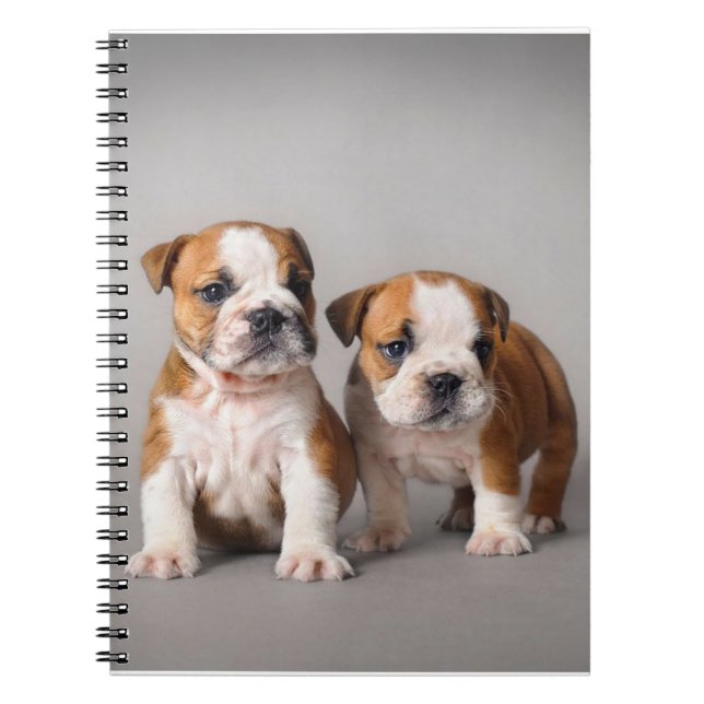 Caderno Espiral Inglês Bulldog Puppies| Bulldog Casal (Frente)