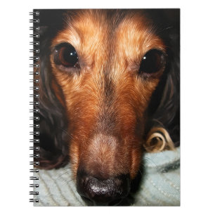 Caderno Espiral Insetos Snuggle MacKenzie