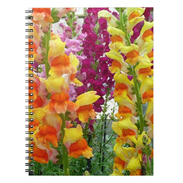 Caderno Espiral Instantâneos corados (Frente)
