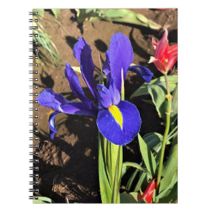 Caderno Espiral Iris em um campo de Tulip, Woodburn, Oregon