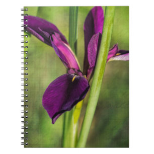 Caderno Espiral Íris roxa do Gamecock de Louisiana