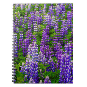 Caderno Espiral Islândia. Vik i Myrdal. Campo de Lupinos
