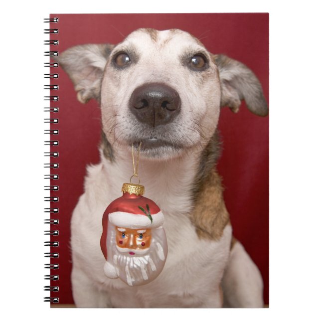 Caderno Espiral Jack Russell Terrier que guardara enfeites de (Frente)