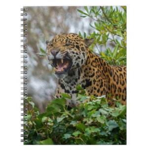 Caderno Espiral Jaguar Growth