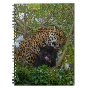 Caderno Espiral Jaguares Apaixonados
