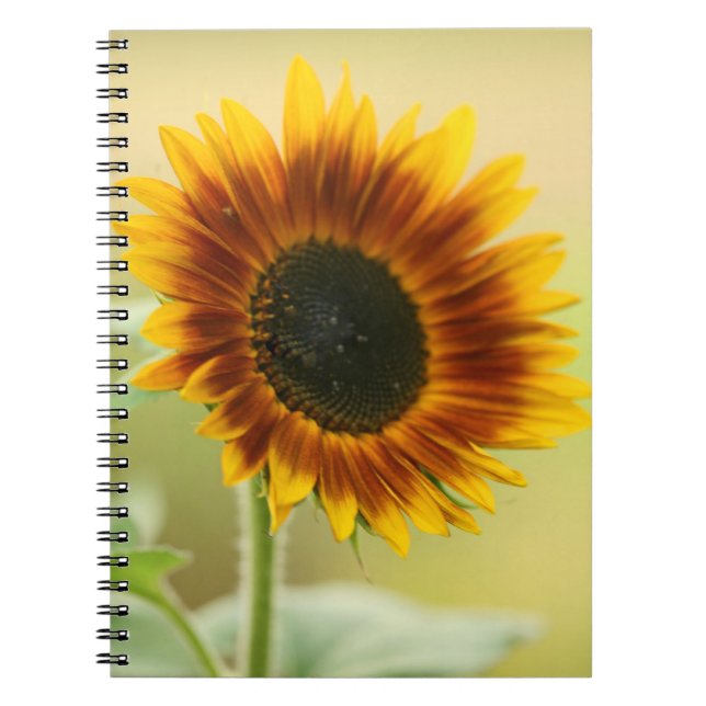 Caderno Espiral Jardim girassol (Frente)