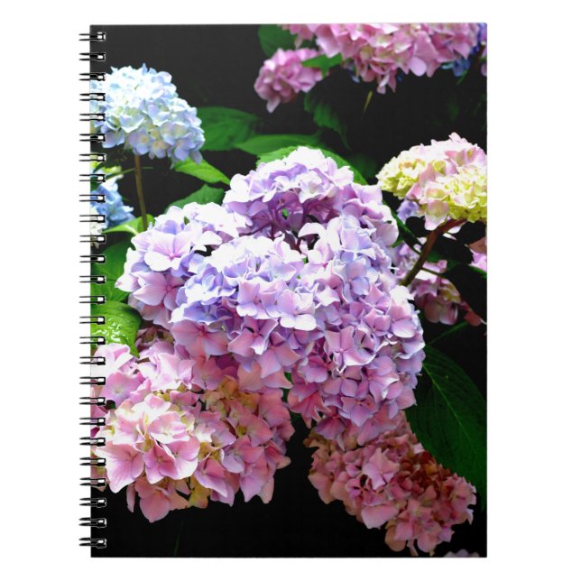 Caderno Espiral Jardim Hydrangea, rosa, azul, floral roxo (Frente)