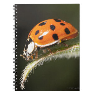 Caderno Espiral Joaninha na folha, joaninha na folha