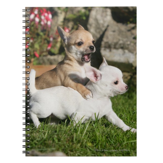 Caderno Espiral Jogo do filhote de cachorro da chihuahua (Frente)