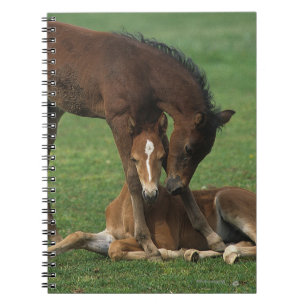 Caderno Espiral Jogo dos potros de Morgan