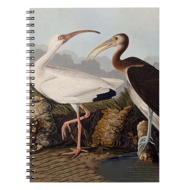 Caderno Espiral John James Audubon White Ibis Bird Print Classic (Frente)