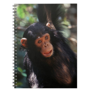 Caderno Espiral Jovem Chimpanzé pendurado na floresta