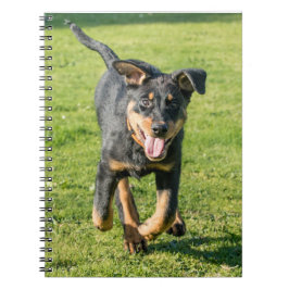 Caderno Espiral Jovem e feliz cão-pastor Beauceron correndo na gra