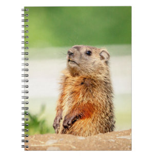 Caderno Espiral Jovem Groundhog