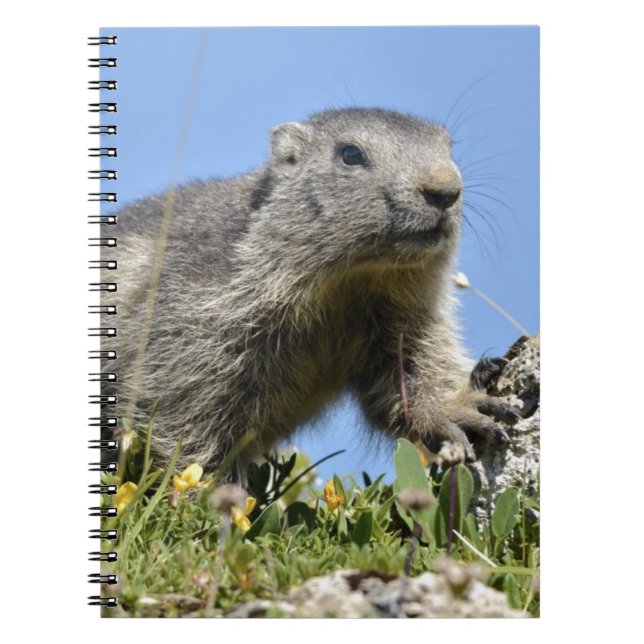 Caderno Espiral Jovem marmota alpina (Frente)