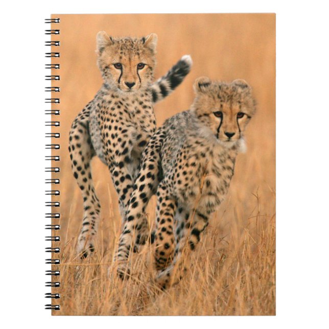 Caderno Espiral Jovens Cheetahs (Acinonyx Jubatus) Correndo (Frente)