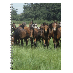 Caderno Espiral Jovens do puro-sangue