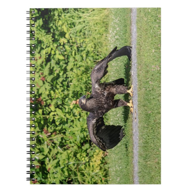 Caderno Espiral Juvenile Bald Eagle (Frente)