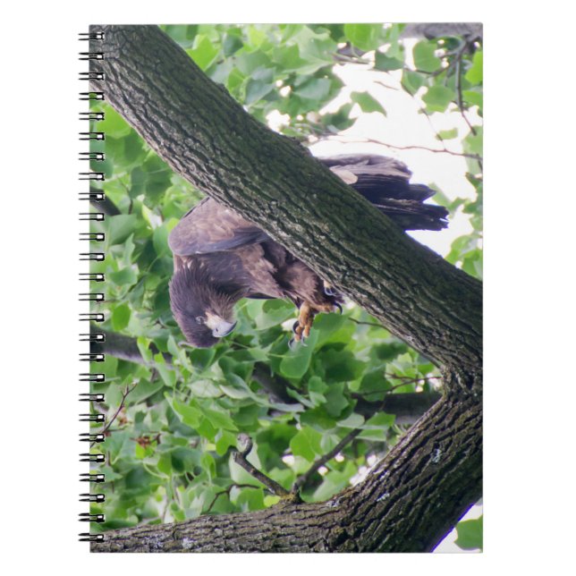 Caderno Espiral Juvenile Bald Eagle (Frente)