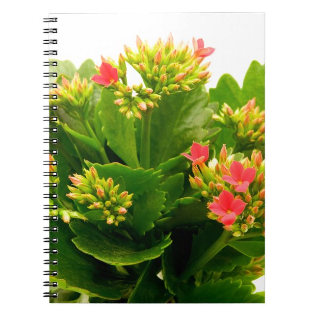 Caderno Espiral Kalanchoe blossfeldiana (Frente)