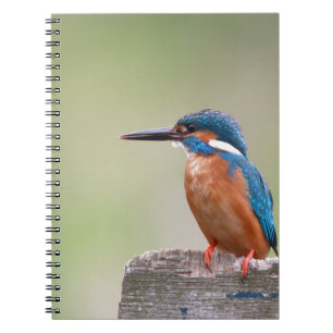 Caderno Espiral Kingfisher bird.