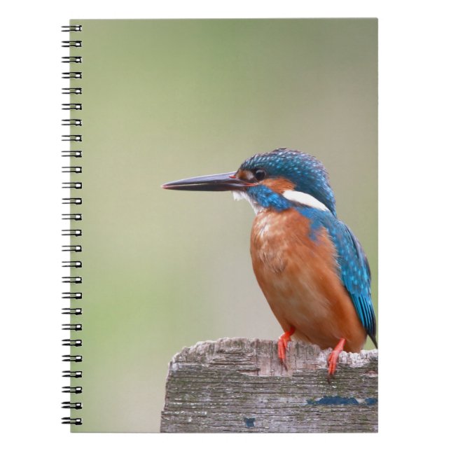 Caderno Espiral Kingfisher bird. (Frente)
