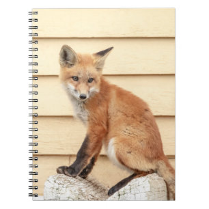 Caderno Espiral Kit de Raposa Vermelha no Vale do Hudson