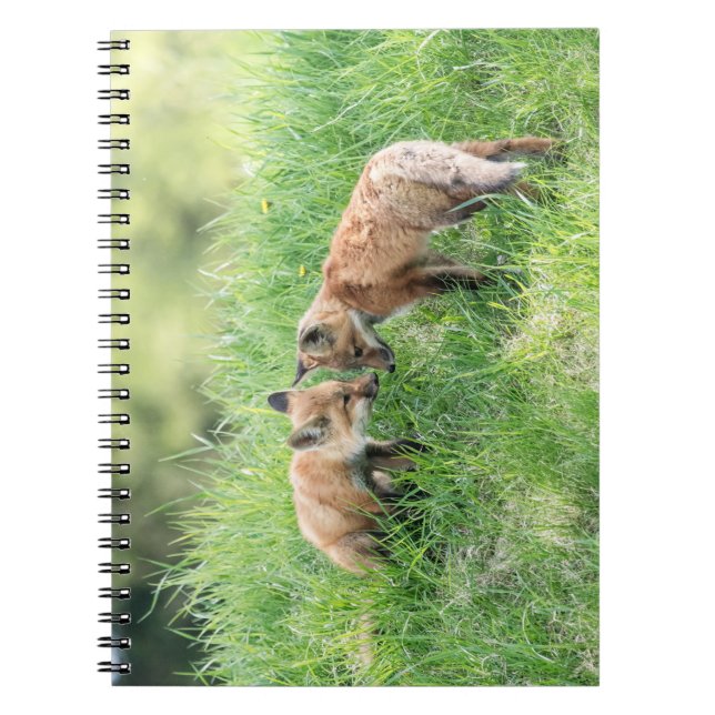 Caderno Espiral Kits de Raposa Vermelha (Frente)