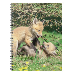 Caderno Espiral Kits de Raposa Vermelha Reproduzindo