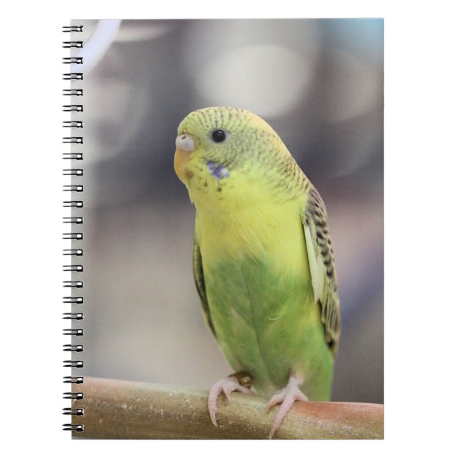 Caderno Espiral Kiwi Burbell (Frente)