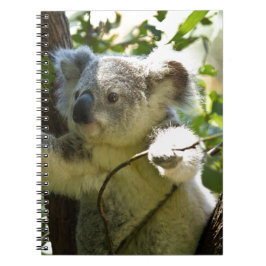 Caderno Espiral Koala Bear Aussi Safari Paz Amor Destino Natureza