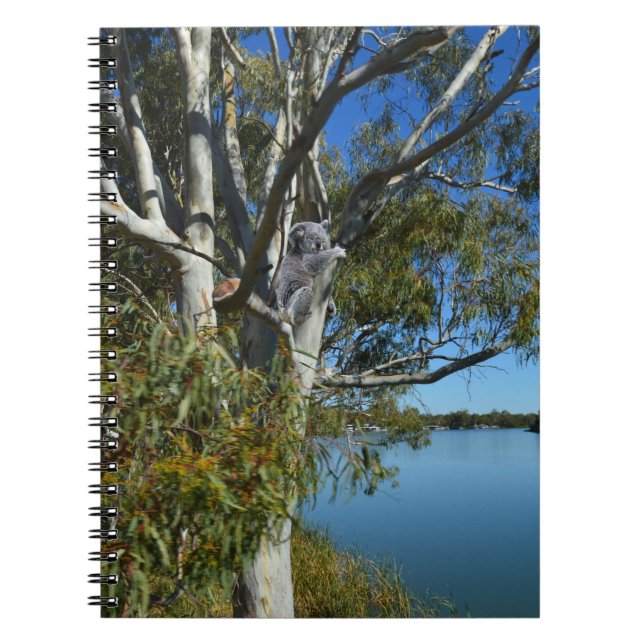 Caderno Espiral Koala Bear Dormindo Na Árvore De Goma. (Frente)