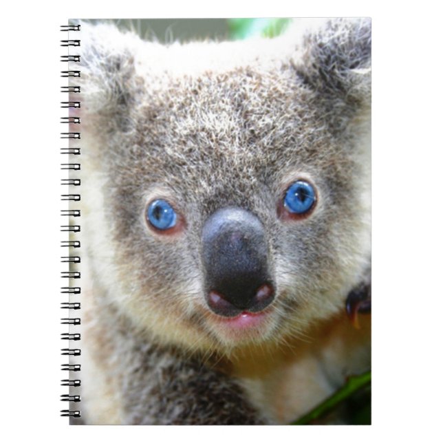 Caderno Espiral Koala Bears (Frente)