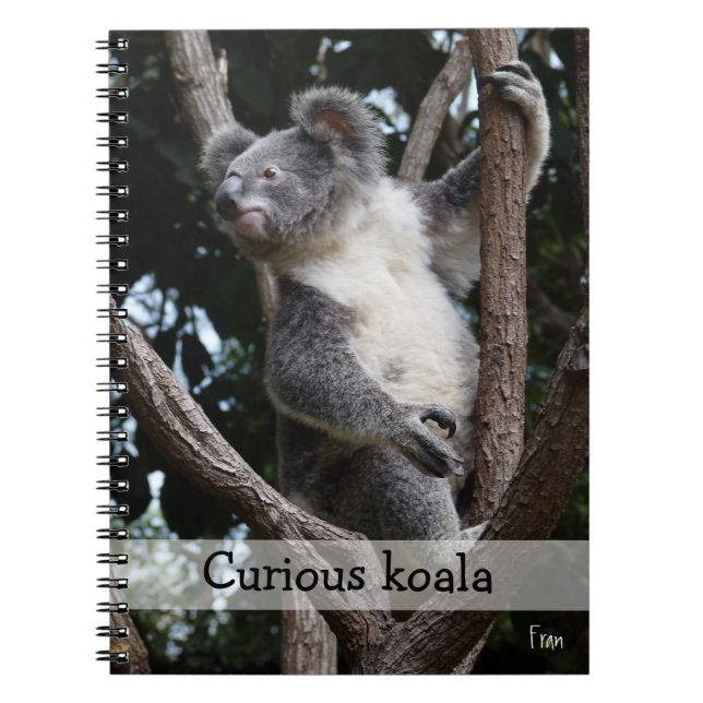 Caderno Espiral koala curiosa (Frente)