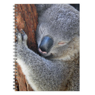 Caderno Espiral Koala do sono