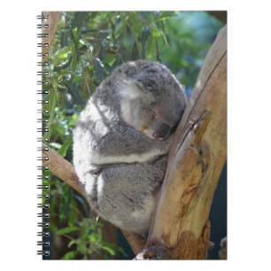 Caderno Espiral Koala sonolento