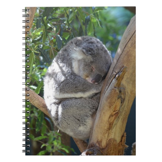 Caderno Espiral Koala sonolento (Frente)