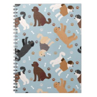 Labradoodle / Ossos e patas de Goldendoodle