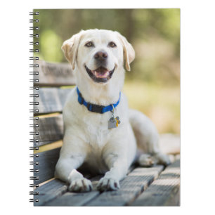 Caderno Espiral Labrador Amarelo Fica No Banco