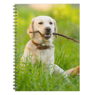 Caderno Espiral Labrador Amarelo Reproduz Feixe