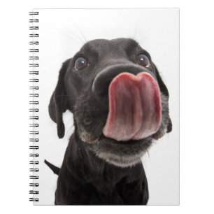 Caderno Espiral Labrador Negro A Soltar O Nariz