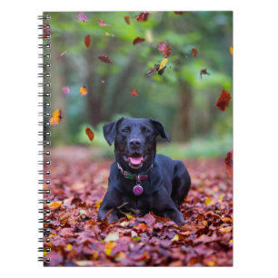 Caderno Espiral Labrador Negro Em Folhas De outono