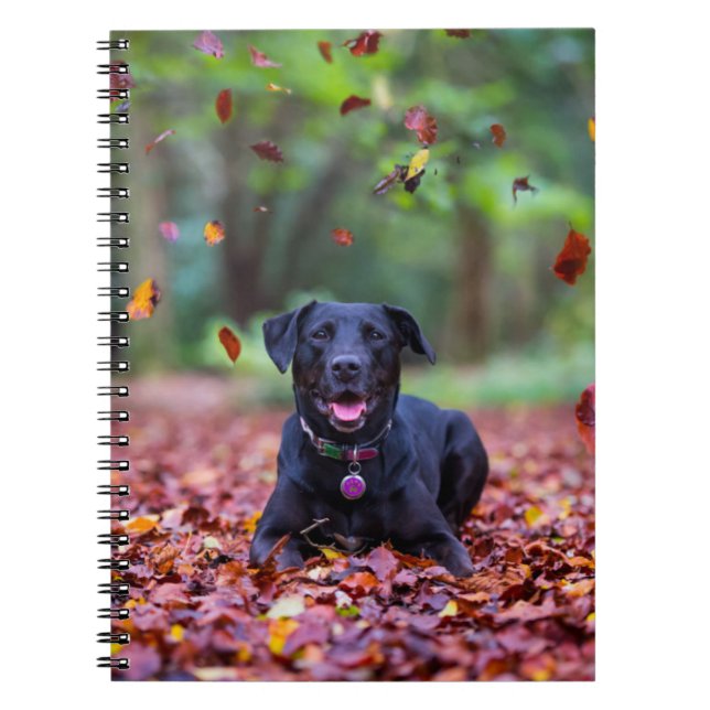 Caderno Espiral Labrador Negro Em Folhas De Queda (Frente)
