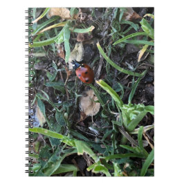 Caderno Espiral Lady Bug