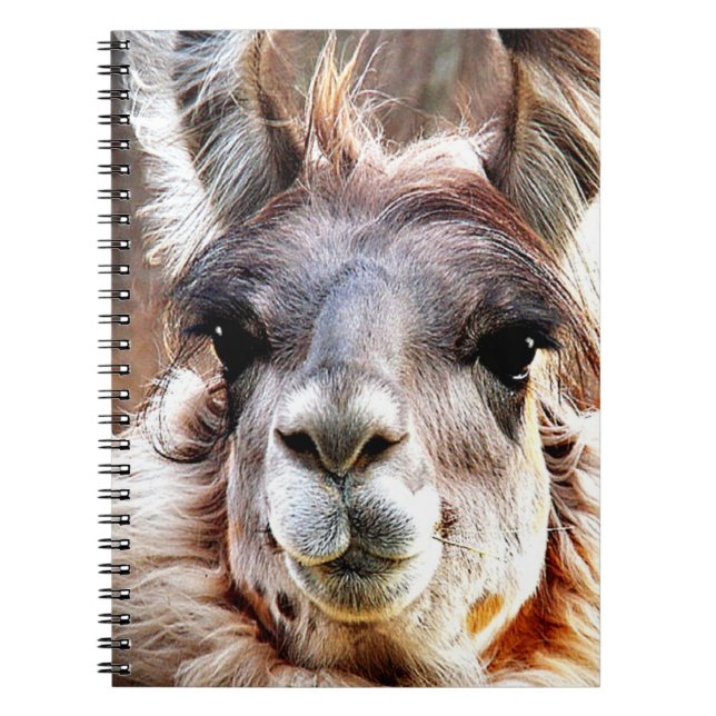 Caderno Espiral Lama (Frente)